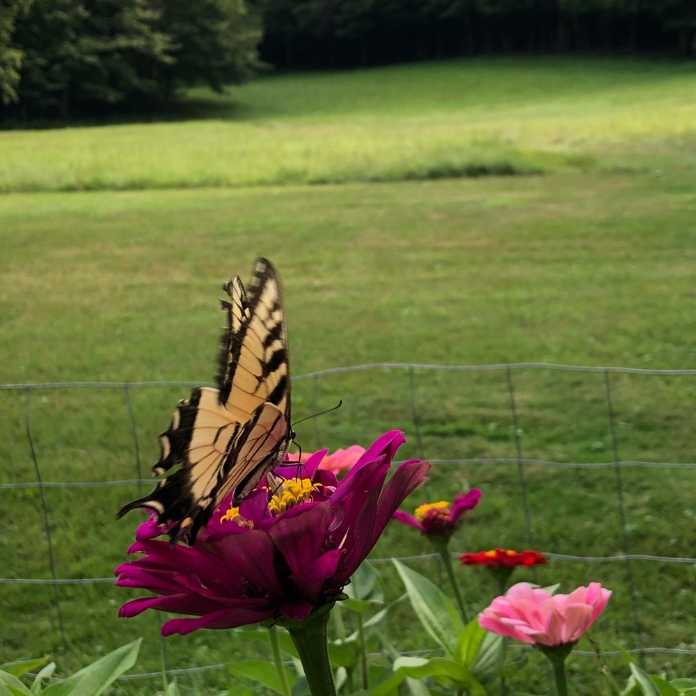 Meet your Posher, Rebecca